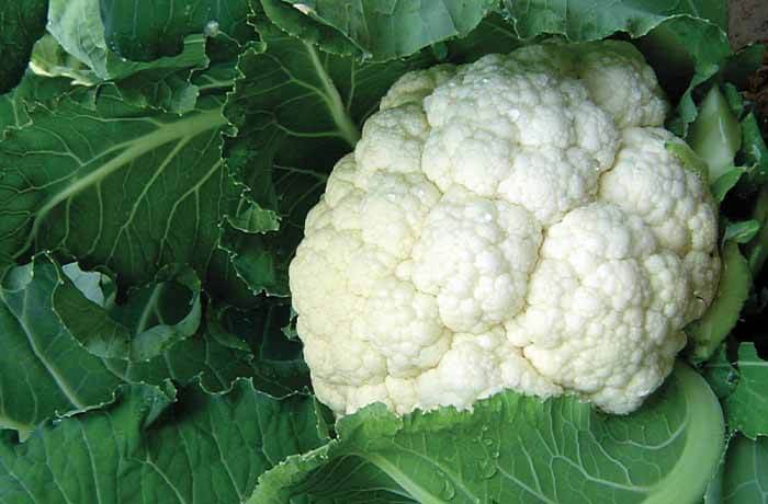 CAULIFLOWER SAMAG DIOMAND F1